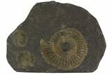 Dactylioceras Ammonite Cluster - Posidonia Shale, Germany #100238-1